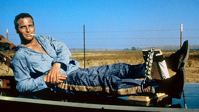 Paul Newman in Cool Hand Look